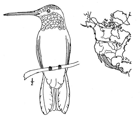 Costa'S Hummingbird Range Map Coloring Page